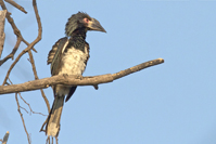 Bycanistes bucinator